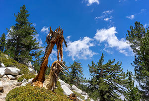 Dead tree on Mt. San Jacinto Summit Trail