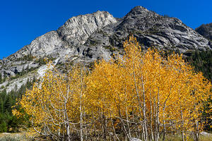 Yellow aspen