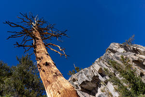 Dead tree