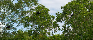 Howler monkeys