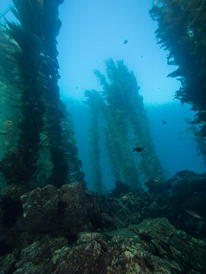 Rocks and kelp