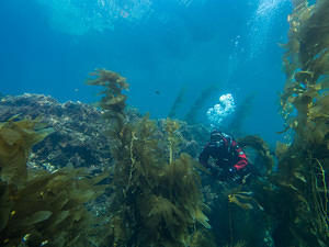 Diving Ithmus Reef