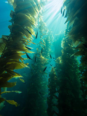 Kelp and sun