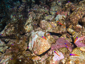 Lots of Catalina Gobies 