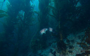 Flighting sheephead fish