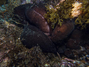 Huge wad of sea hares (almost 2' wide)
