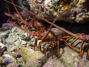 Lobster hangouts