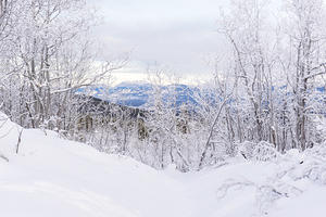 Frosty trees