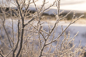 Frosty branches