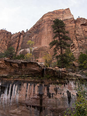Water on Zion's Emerald Pools Trail