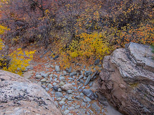 Fall colors and Zion rocks