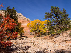 Red and yellow fall colors