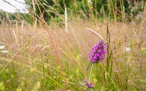 Paintbrush flower