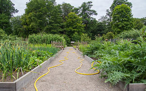 Yellow hose, watering the Fredriksdal gardens