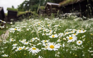 Daisies at Norsk Folkemuseum