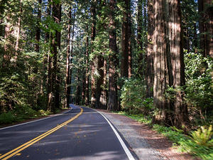 Avenue of the Giants