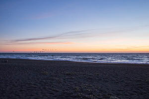 Pelacans at sunset