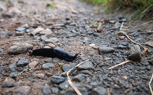 Black slug