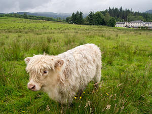 Highland calf