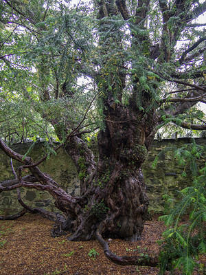 The yew is 2000 years young